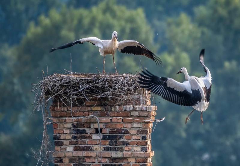 Expert Chimney Animal Removal in Roseville, MI Professional Chimney Animal Removal Services in Roseville, Michigan