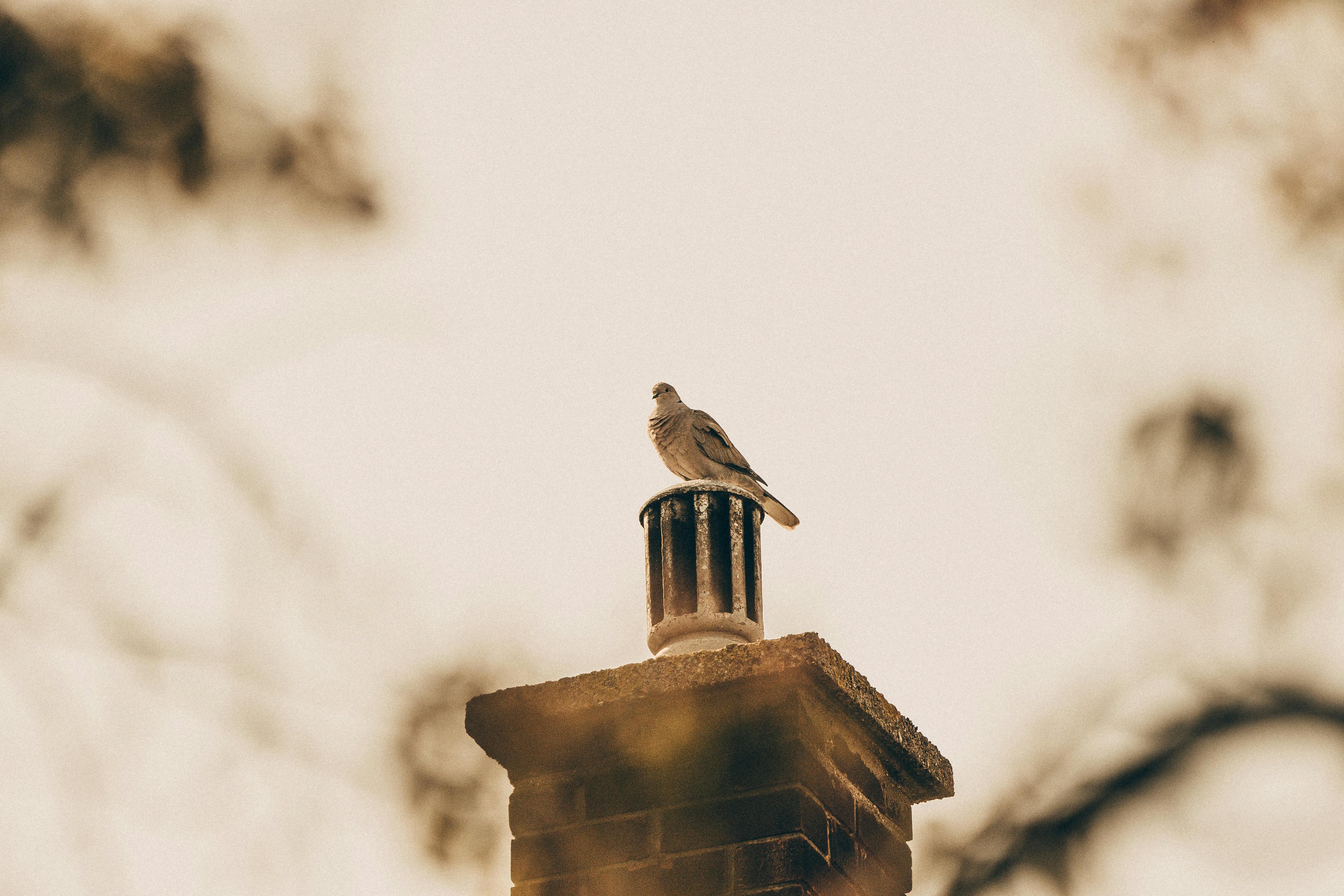 Professional Chimney Cap Installation Services in Roseville, MI Expert Chimney Cap Installation in Roseville, Michigan